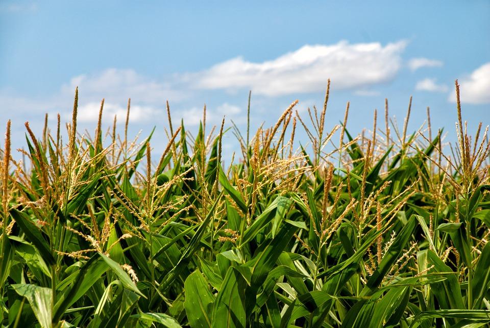 на поле растет кукуруза