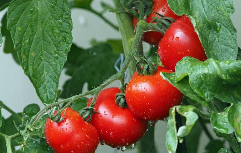 Почему скручиваются листья томатов