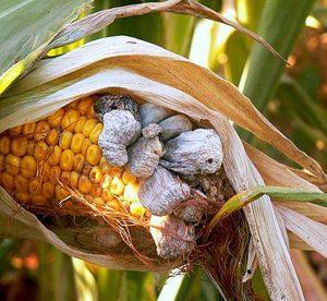 пузырчатая головня кукурузы