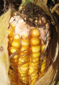 фузариоз кукурузы