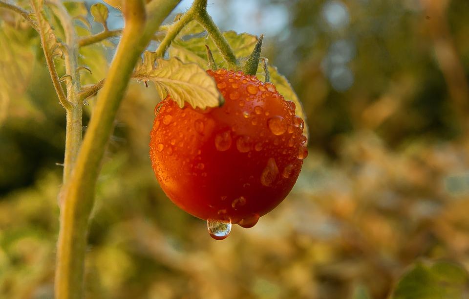 томат в огороде