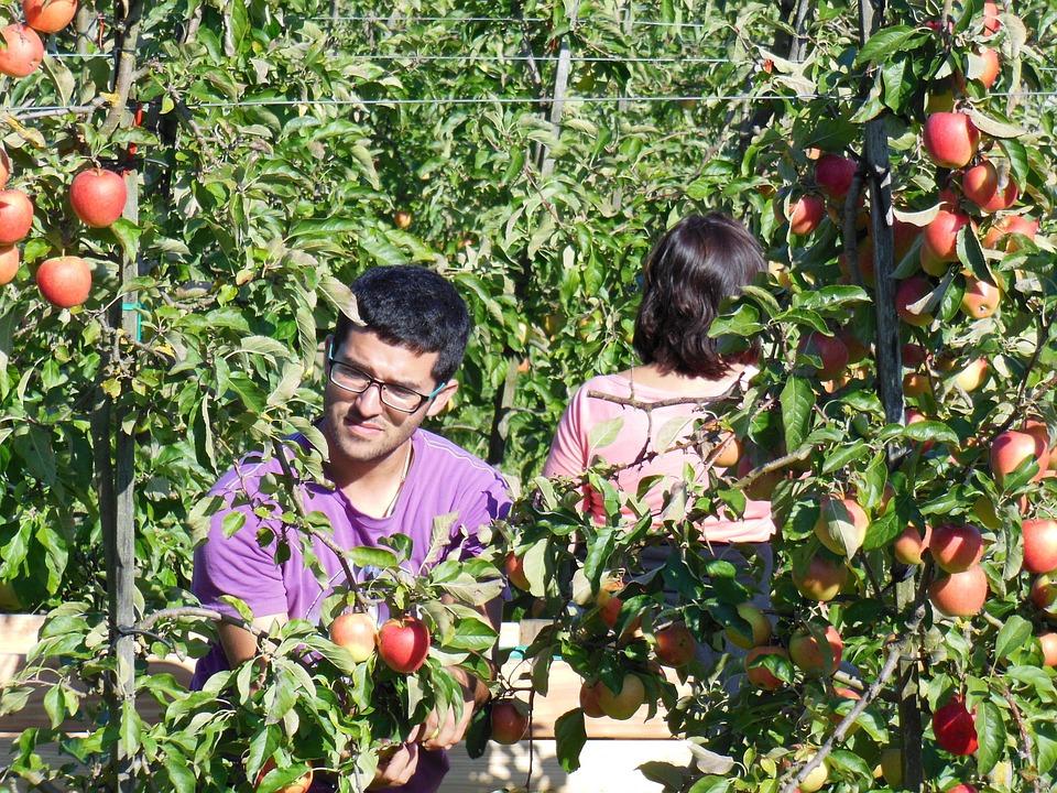 люди собирают урожай яблок