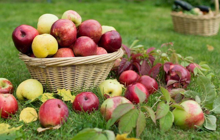 Собираем урожай зимних сортов яблок