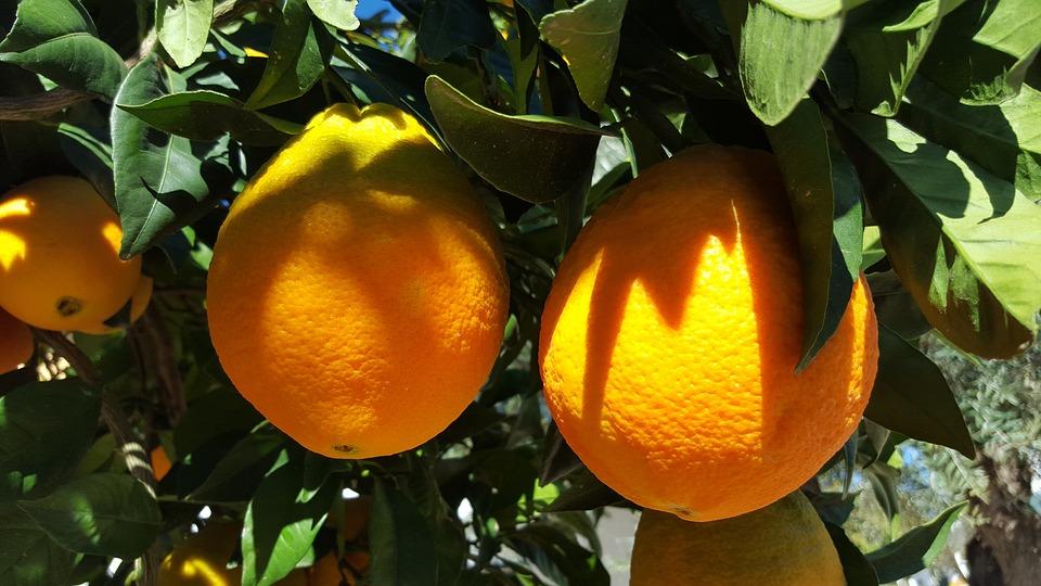 апельсины растут на дереве