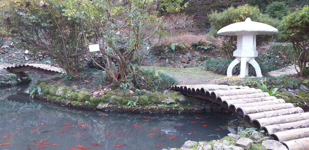 пруд в ботаническом саду Батуми 