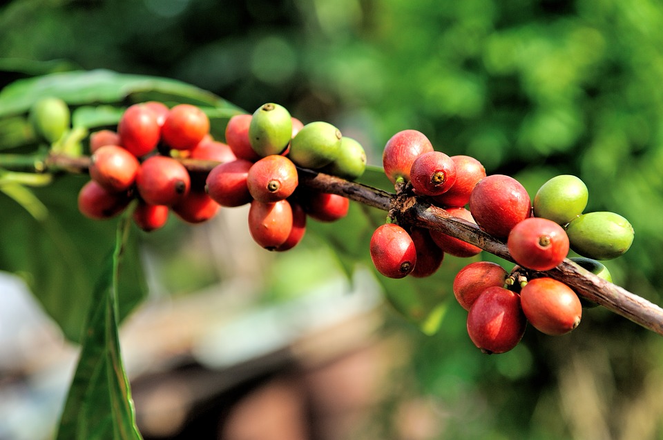плоды кофейного дерева