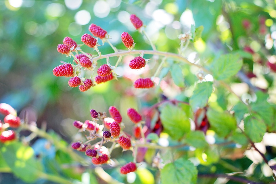ягоды малины на кусте в саду
