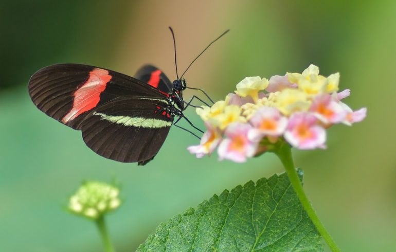 Жизнь насекомых: бабочка
