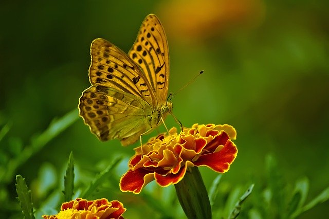 бабочка сидит на бутоне цветка