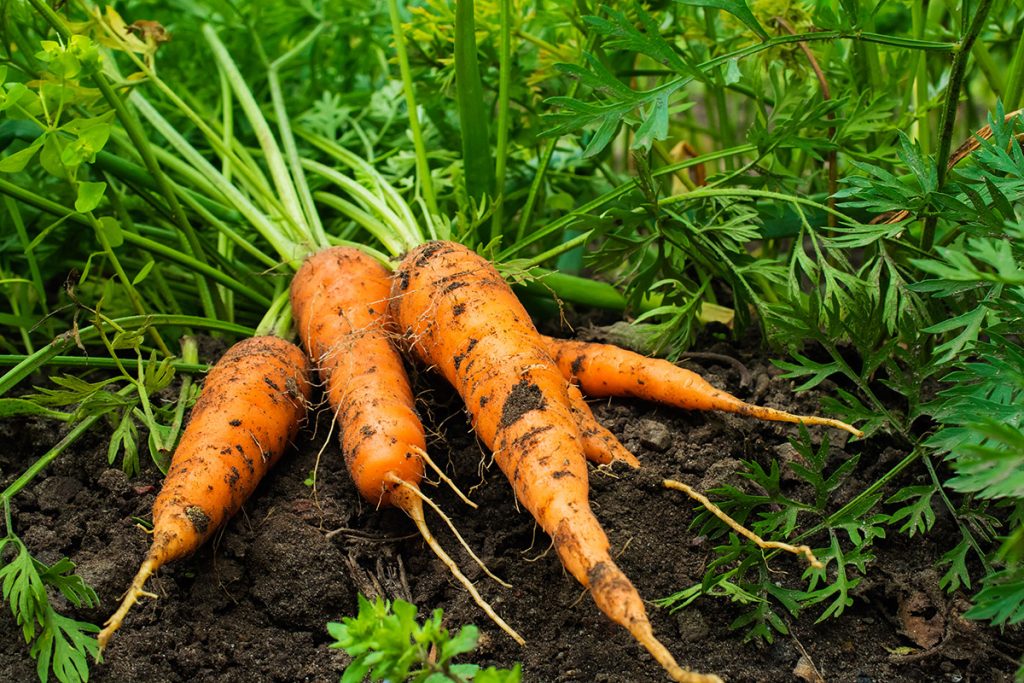 морковь на грядках