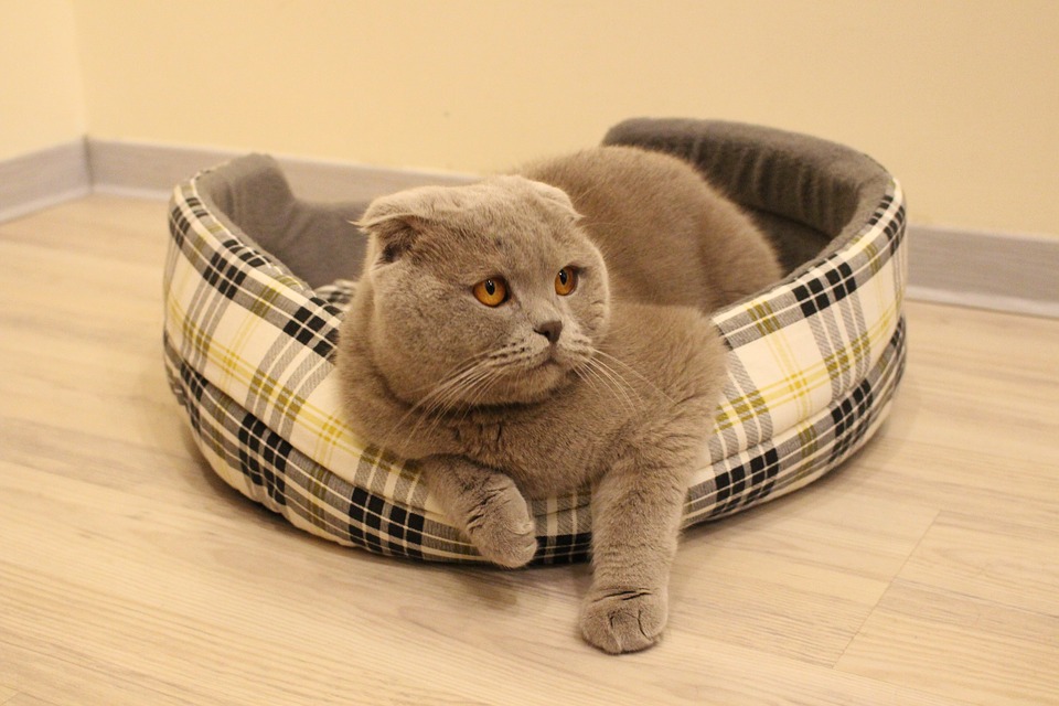 серый шотландский вислоухий кот