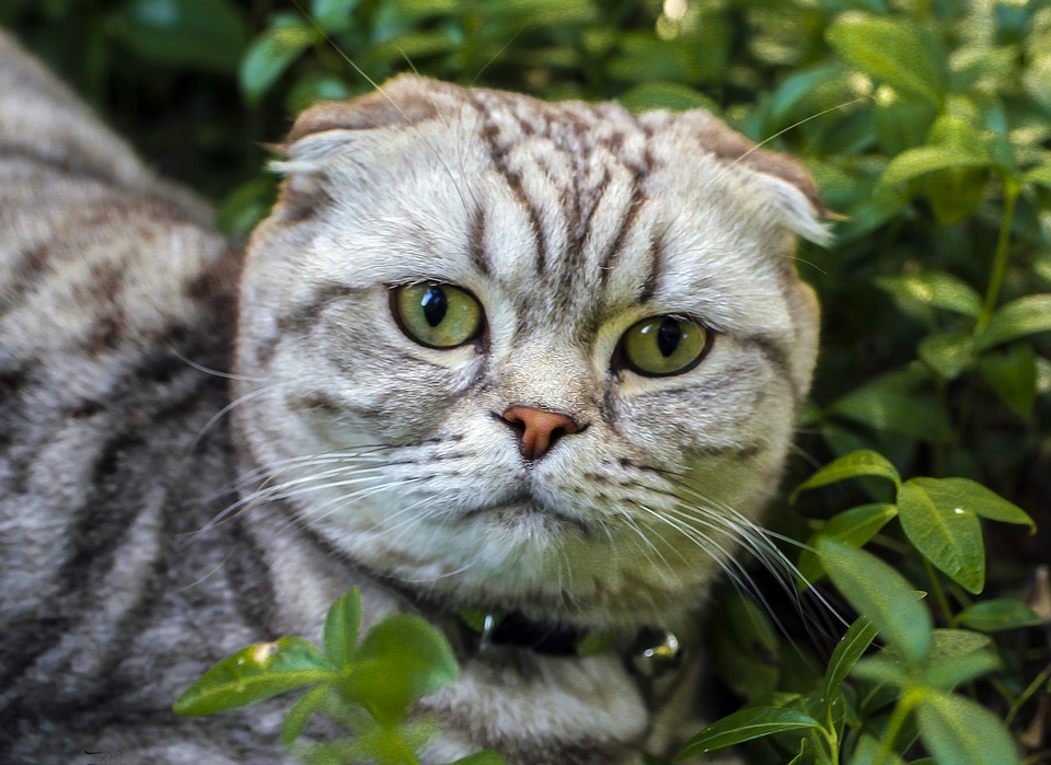 вислоухая кошка на улице в зеленых кустах