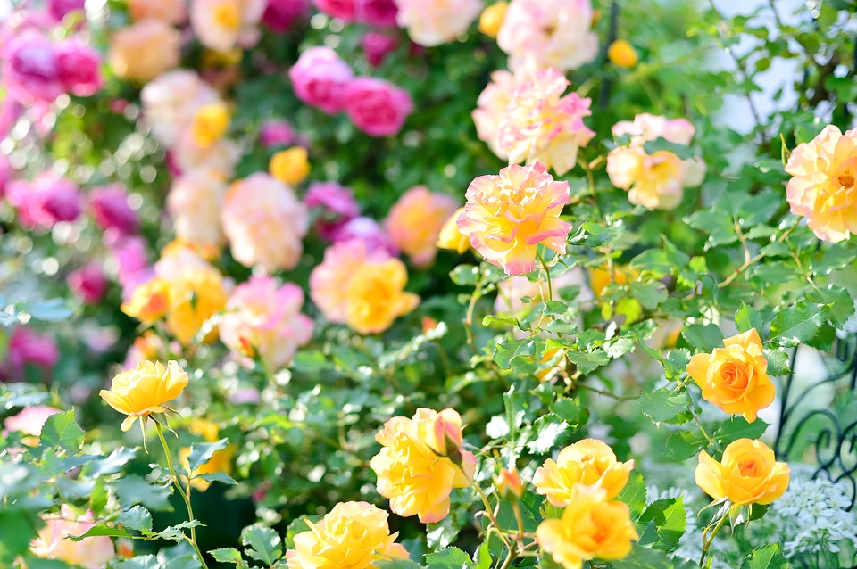 желтые и розовые розы