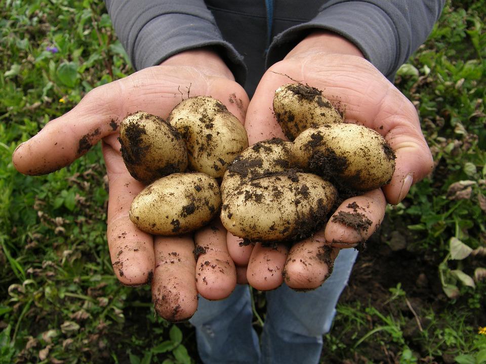 клубни картофеля в руках фермера