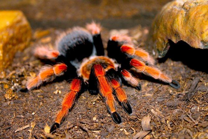 мексиканский огненноногий паук