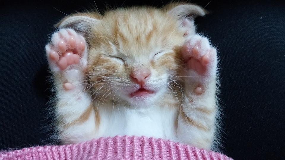 рыжий котенок сладко спит
