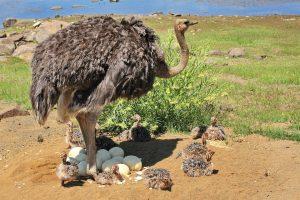 страус и ее малыши и яйца