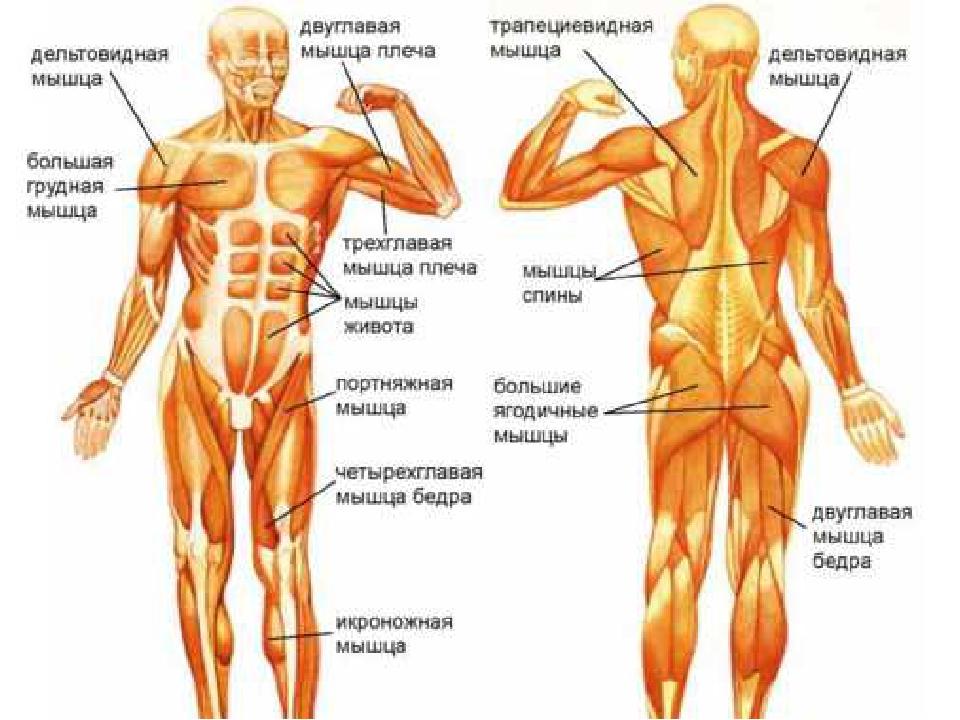 мышцы человека 