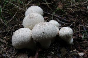 грибы дождевики в лесу
