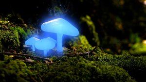 светящиеся грибы Chlorophos Mycena