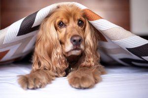 собака на постельном белье