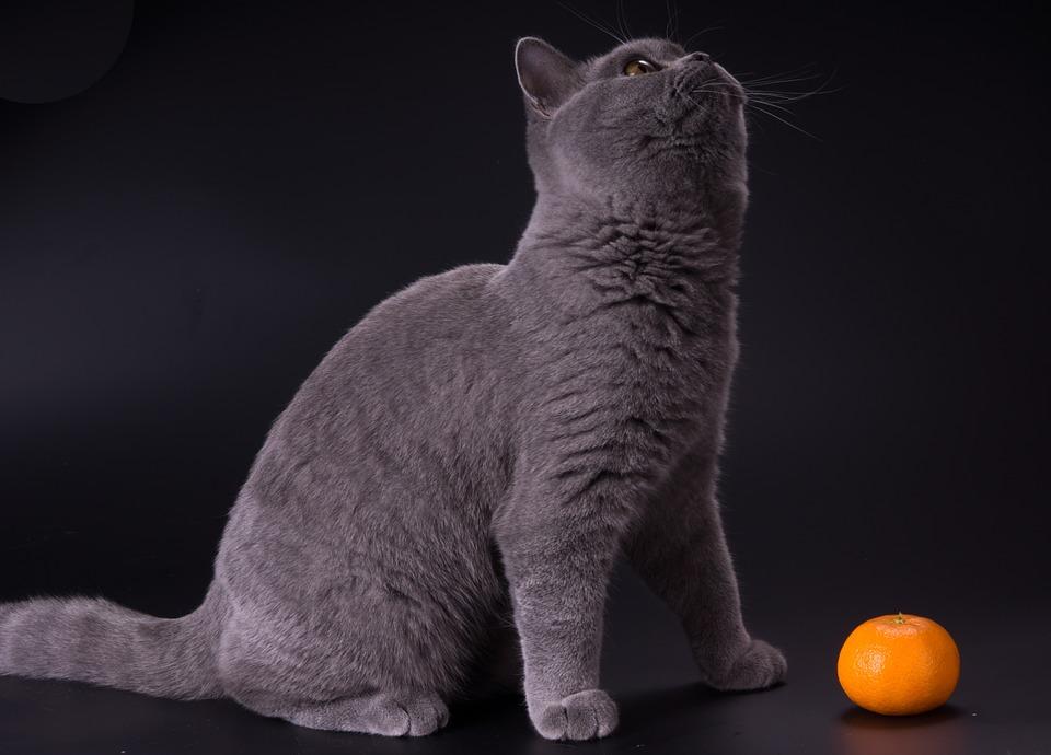 серрый кот рядом с мандарином