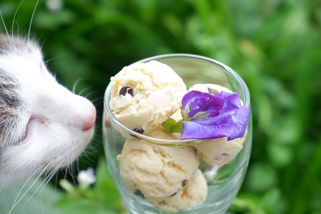 мороженое в стакане и кошка