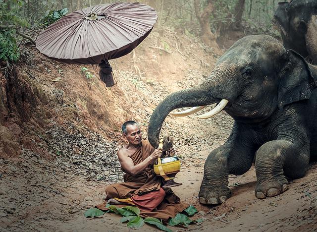 слон в Тайланде с монахом 