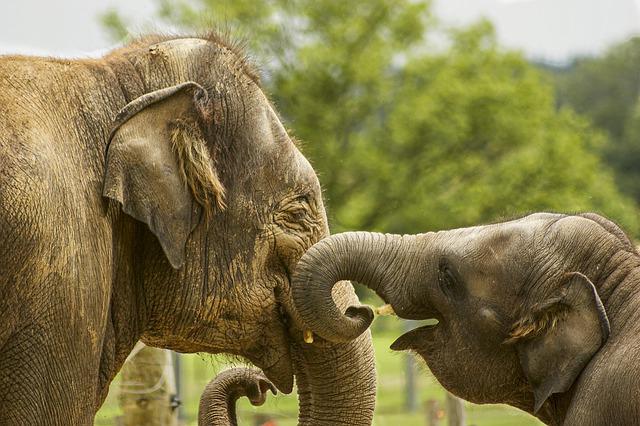 слоны мама и сын слоненок